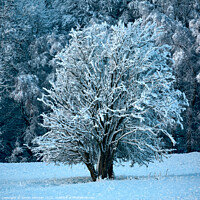 Buy canvas prints of Frosted tree in Snow by Simon Johnson