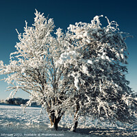 Buy canvas prints of frosted tree by Simon Johnson