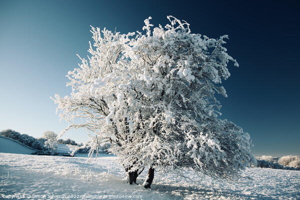 frosted  tree Picture Board by Simon Johnson