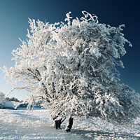 Buy canvas prints of frosted  tree by Simon Johnson