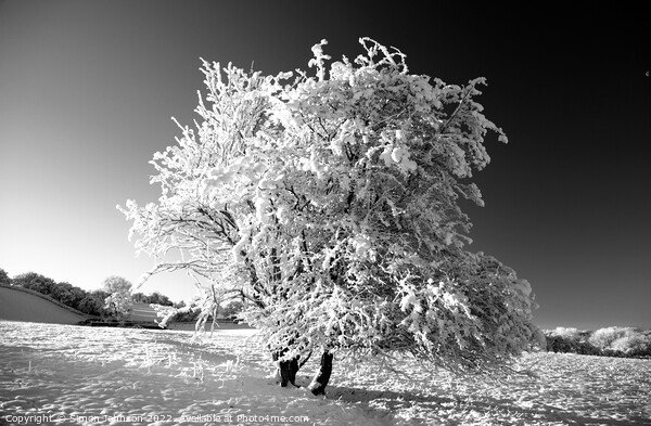 Frosted tree in monochrome  Picture Board by Simon Johnson