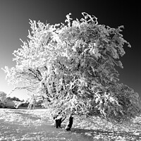 Buy canvas prints of Frosted tree in monochrome  by Simon Johnson