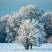 Buy canvas prints of Snow scene  by Simon Johnson