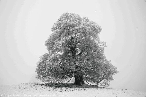 Frosted tree in snow and fog Picture Board by Simon Johnson