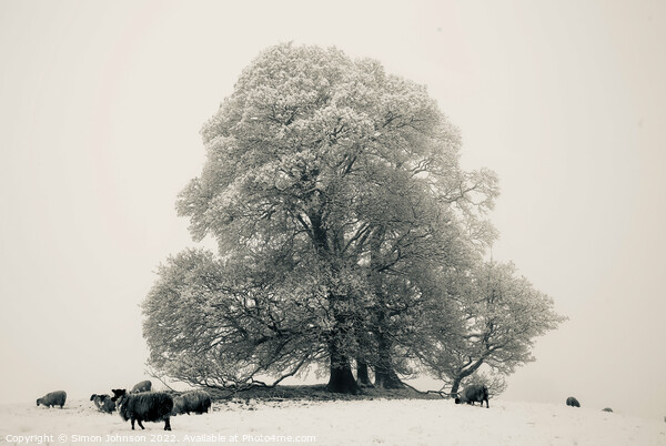Frosted tree, sheep fog and Snow Picture Board by Simon Johnson