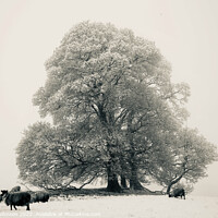 Buy canvas prints of Frosted tree, sheep fog and Snow by Simon Johnson