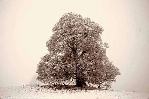 Frosted  tree sepia Picture Board by Simon Johnson