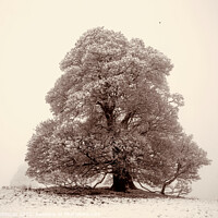 Buy canvas prints of Frosted  tree sepia by Simon Johnson