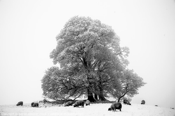 Trees sheep and Snow Picture Board by Simon Johnson