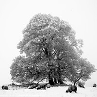 Buy canvas prints of Trees sheep and Snow by Simon Johnson