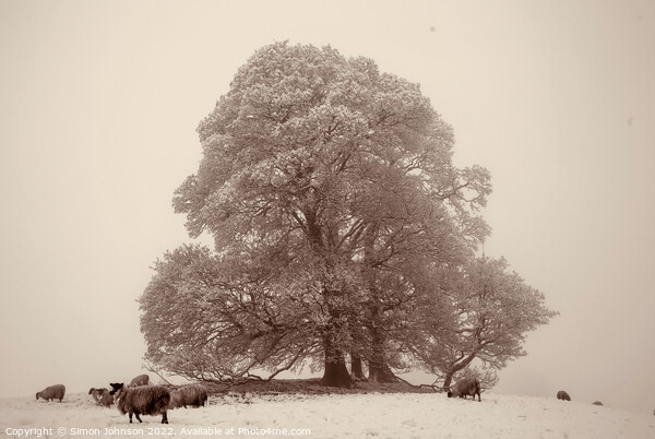 Tree fog and Snow Picture Board by Simon Johnson