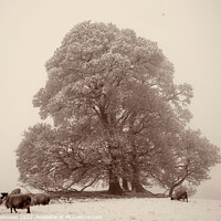Buy canvas prints of Tree fog and Snow by Simon Johnson