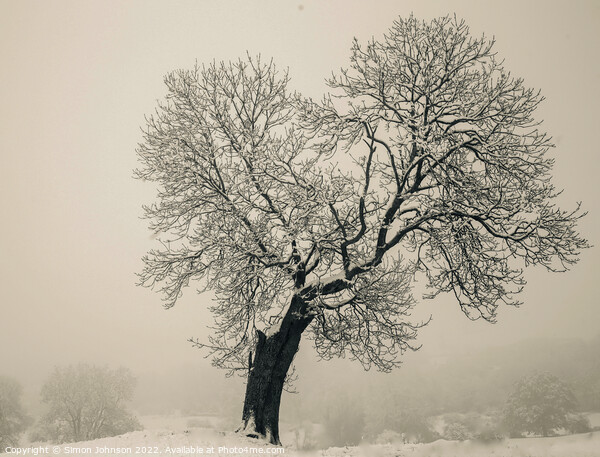 Isolated tree Picture Board by Simon Johnson