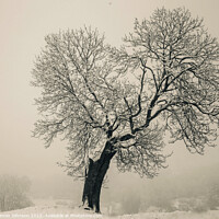 Buy canvas prints of Isolated tree by Simon Johnson