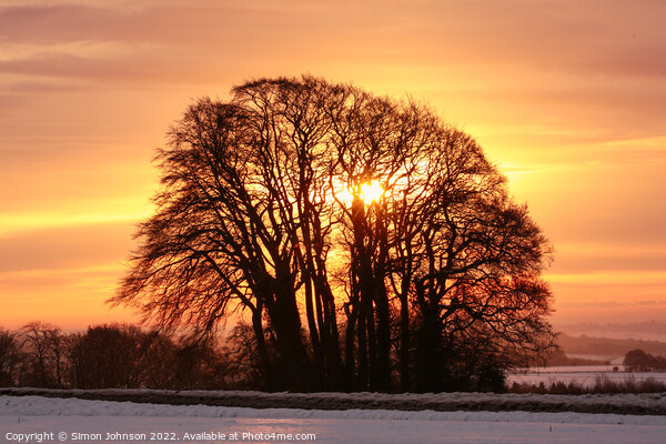 sunrise trees Picture Board by Simon Johnson