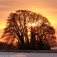 Buy canvas prints of sunrise trees by Simon Johnson