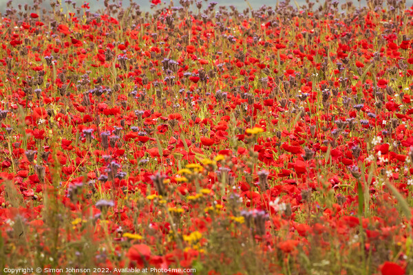 Summer poppy field Picture Board by Simon Johnson