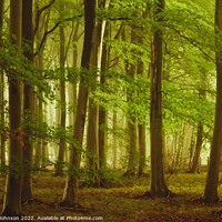 Buy canvas prints of misty Woodland by Simon Johnson