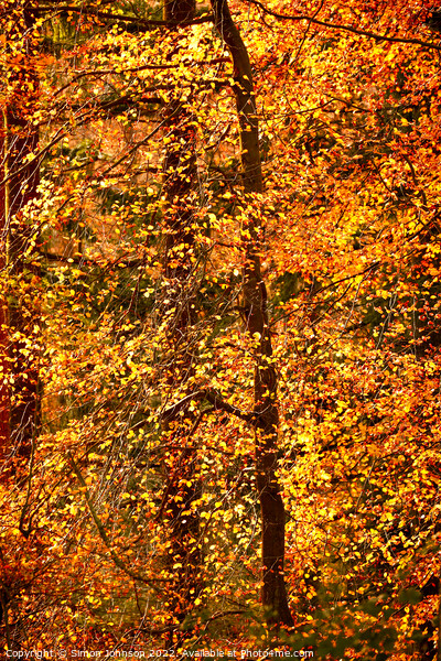 Autumn Fire Picture Board by Simon Johnson