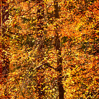 Buy canvas prints of Autumn Fire by Simon Johnson