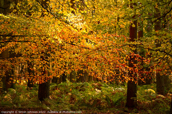 sunlit beech leaves  Picture Board by Simon Johnson