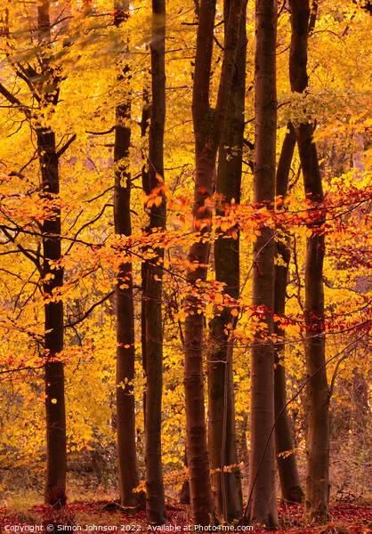 Autumn colour  Picture Board by Simon Johnson