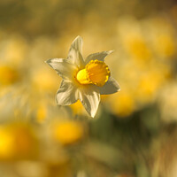 Buy canvas prints of Daffodils  flower by Simon Johnson
