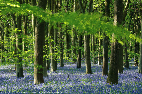 Bluebell Wood Picture Board by Simon Johnson