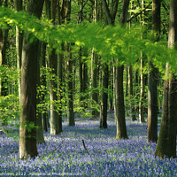 Buy canvas prints of Bluebell Wood by Simon Johnson