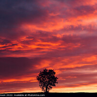Buy canvas prints of isolated tree at sunset  by Simon Johnson
