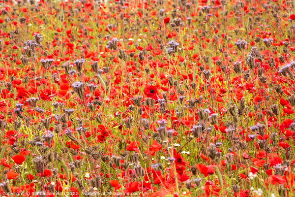 impressionist poppies Picture Board by Simon Johnson
