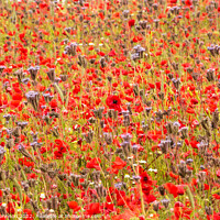 Buy canvas prints of impressionist poppies by Simon Johnson
