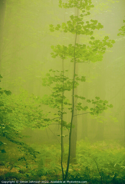 misty woodland  Picture Board by Simon Johnson