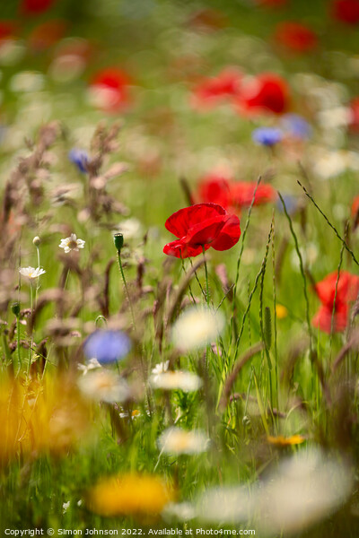 Meadow  flowers Picture Board by Simon Johnson