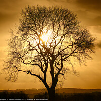 Buy canvas prints of tree silhouette  by Simon Johnson