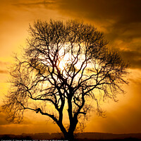 Buy canvas prints of  Tree silhouette by Simon Johnson