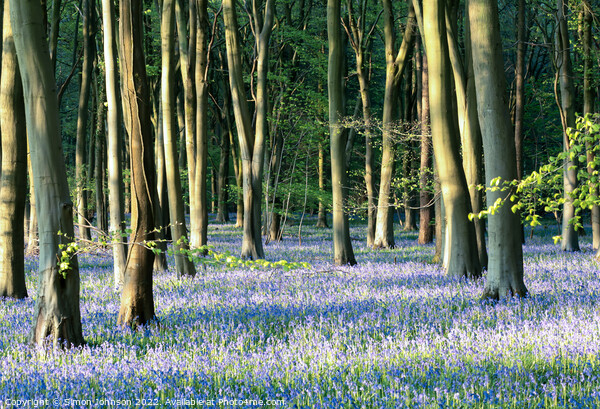 Bluebell woodland  Picture Board by Simon Johnson