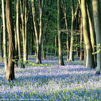Buy canvas prints of Bluebell woodland  by Simon Johnson