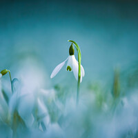 Buy canvas prints of Snowdrop flower  by Simon Johnson