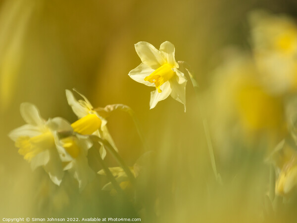 Daffodils Flower  Picture Board by Simon Johnson