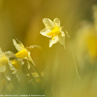 Buy canvas prints of Daffodils Flower  by Simon Johnson