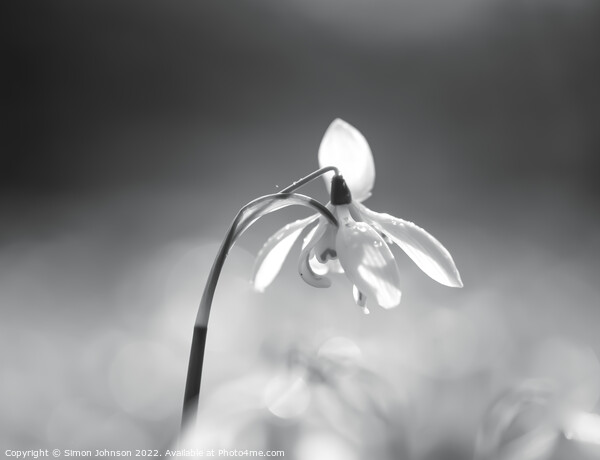 Snowdrop flower  Picture Board by Simon Johnson