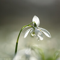 Buy canvas prints of Snowdrop close up by Simon Johnson