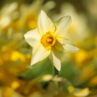 Buy canvas prints of Daffodils flowers by Simon Johnson