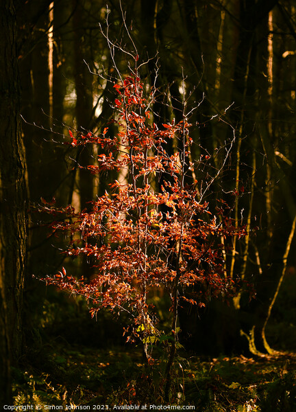 sunlit tree Snowshill Woods  Picture Board by Simon Johnson