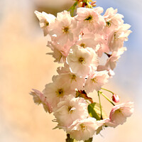 Buy canvas prints of spring Blossom by Simon Johnson