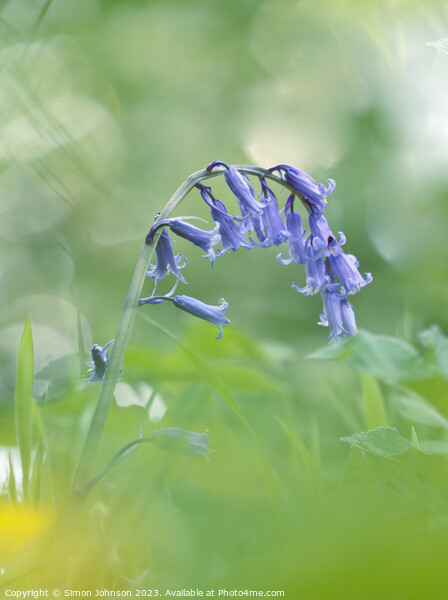 A close up of a  Blueberll flower Picture Board by Simon Johnson