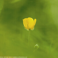 Buy canvas prints of  buttercup flower by Simon Johnson