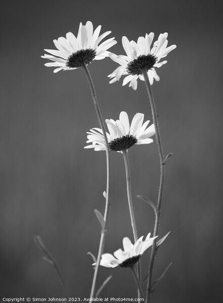 Four Daisy flowers monochrome  Picture Board by Simon Johnson