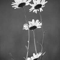 Buy canvas prints of Four Daisy flowers monochrome  by Simon Johnson
